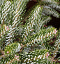  Koreatanne Silver Star 20-25cm - Abies Koreana