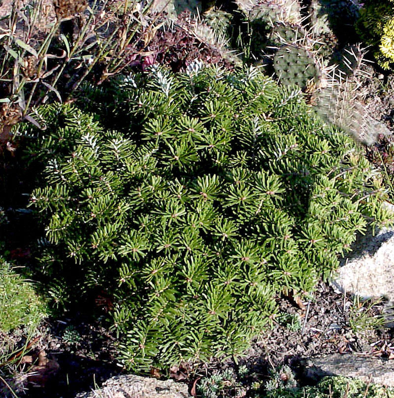  Zwerg Koreatanne Tundra 30-40cm - Abies Koreana
