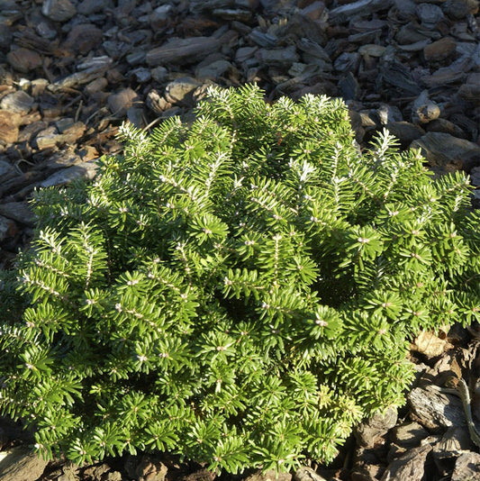  Zwerg Koreatanne Cis 20-25cm - Abies Koreana
