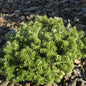  Zwerg Koreatanne Cis 20-25cm - Abies Koreana