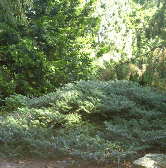  Zwerg Koreatanne Compacta 25-30cm - Abies Koreana Compacta