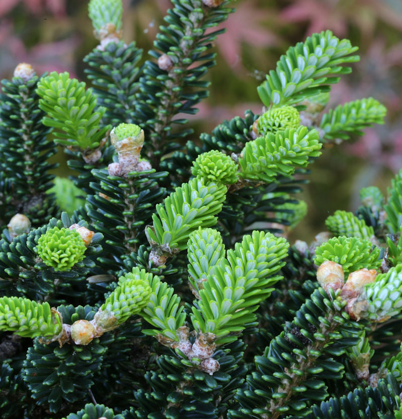  Koreatanne Oberon 30-40cm - Abies Koreana
