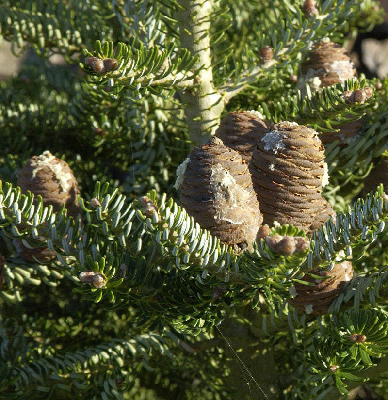  Koreatanne Silberlocke 30-40cm - Abies Koreana