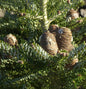 Koreatanne Silberlocke 30-40cm - Abies Koreana