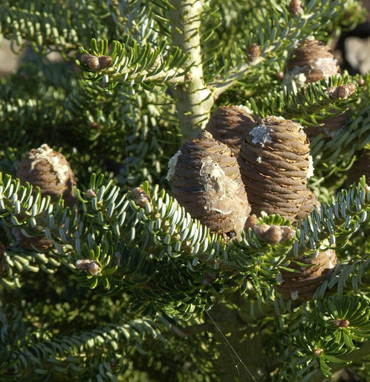  Koreatanne Silberlocke 25-30cm - Abies Koreana