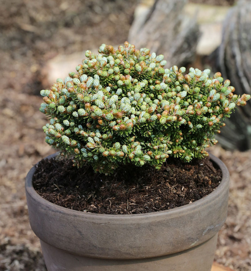  Koreatanne Silberperl 15-20cm - Abies Koreana