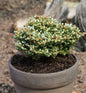  Koreatanne Silberperl 15-20cm - Abies Koreana