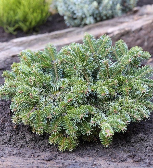  Zwerg Nordmannstanne Starkers Dwarf 40-50cm - Abies Nordmanniana