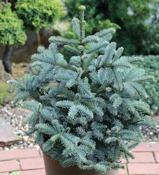  Kompakte Silbertanne Obrighoven 25-30cm - Abies Procera