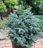  Kompakte Silbertanne Obrighoven 25-30cm - Abies Procera