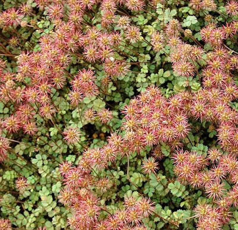  Stachelnüßchen - Acaena Microphylla