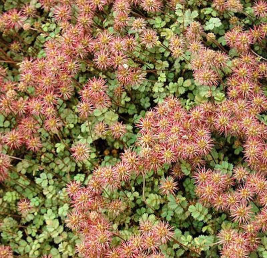  Stachelnüßchen - Acaena Microphylla