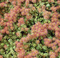  Stachelnüßchen - Acaena Microphylla