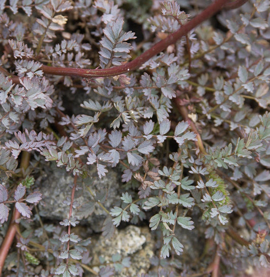  Blaues Stachelnüsschen Blue Haze - Acaena Saccaticupula