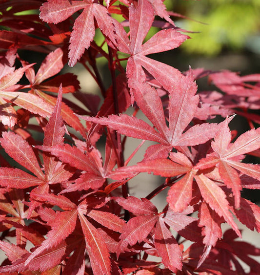  Fächerahorn Beni Otake 30-40cm - Acer Palmatum
