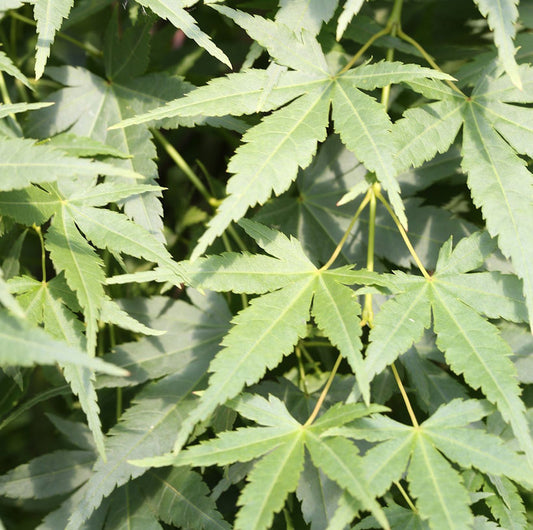  Japanischer Fächerahorn Going Green® 80-100cm - Acer Palmatum