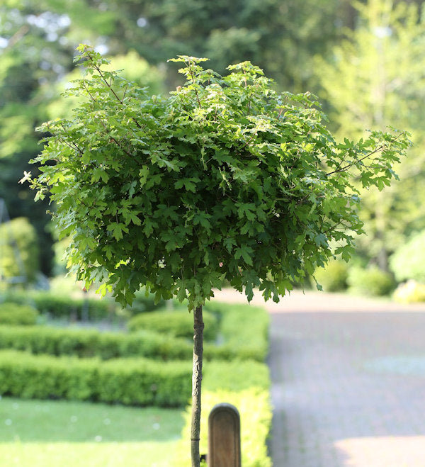  Hochstamm Kugel Feldahorn Annys Globe 100-125cm - Acer Campestre