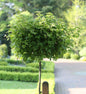  Hochstamm Kugel Feldahorn Annys Globe 100-125cm - Acer Campestre