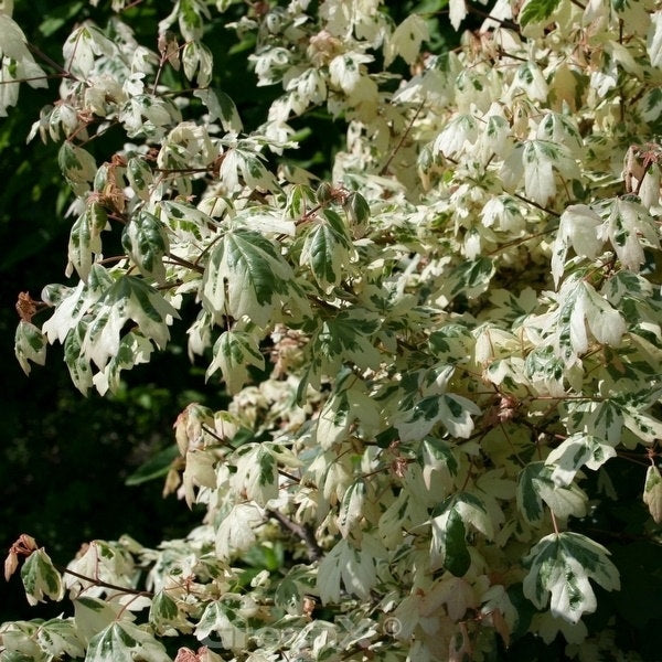  Hochstamm Weißbunter Feldahorn Carnival 100-125cm - Acer Campestre