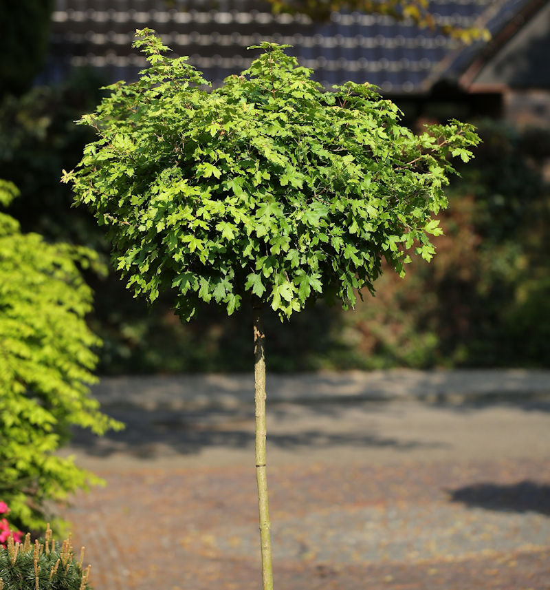  Hochstamm Kugel Feldahorn Nanum 100-125cm - Acer Campestre