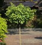  Hochstamm Kugel Feldahorn Nanum 100-125cm - Acer Campestre