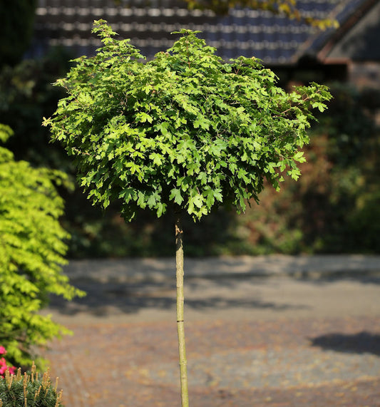  Hochstamm Kugel Feldahorn Nanum 125-150cm - Acer Campestre