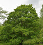  Feldahorn 60-80cm - Acer Campestre