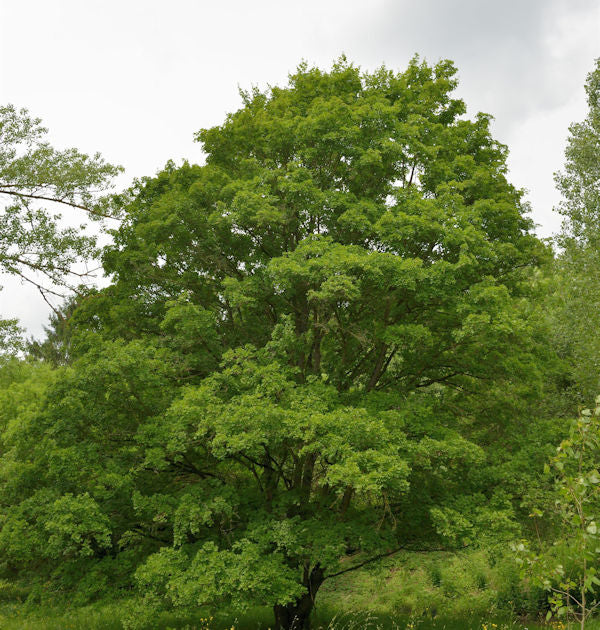  Feldahorn 40-60cm - Acer Campestre