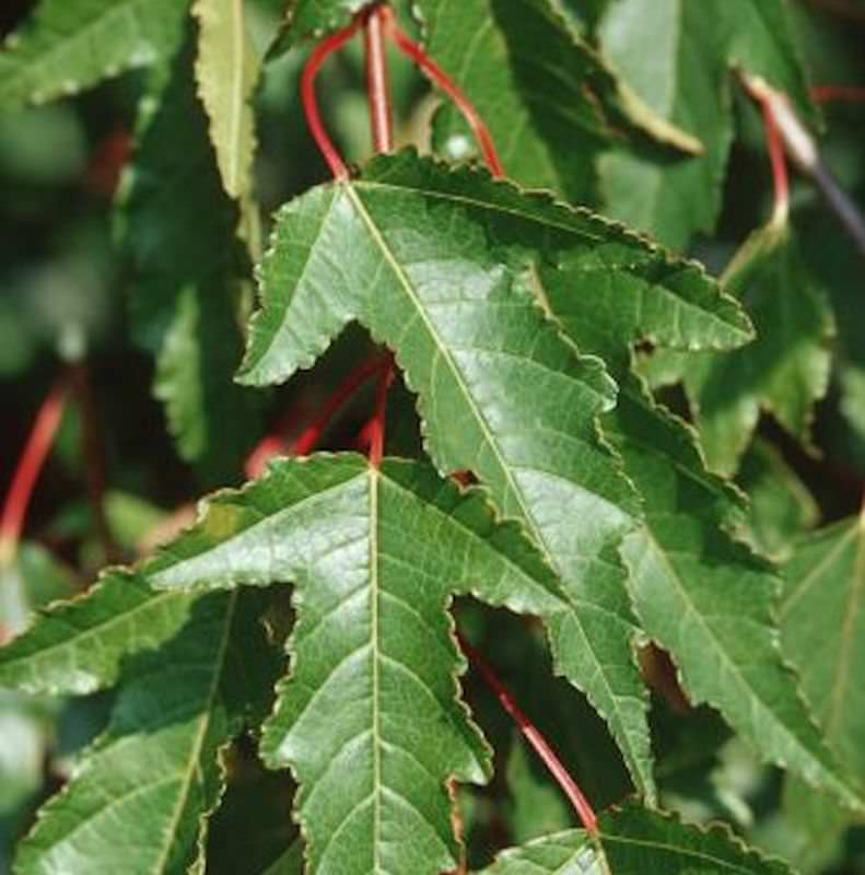  Feuer Ahorn 125-150cm - Acer Ginnala