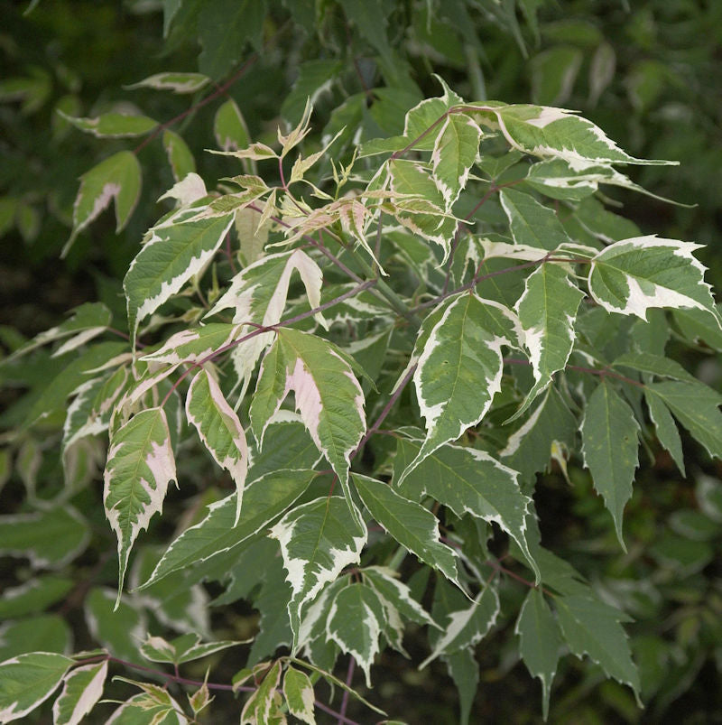  Eschen Ahorn Flamingo 60-80cm - Acer Negundo