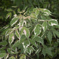  Eschen Ahorn Flamingo 100-125cm - Acer Negundo
