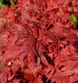  Hochstamm Fächerahorn Aratama 60-80cm - Acer Buergerianum
