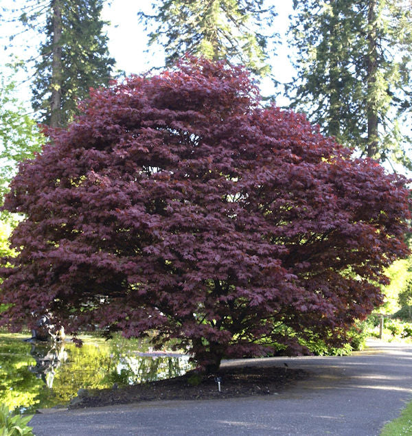  Roter Fächerahorn 40-60cm - Acer Palmatum Atropurpureum