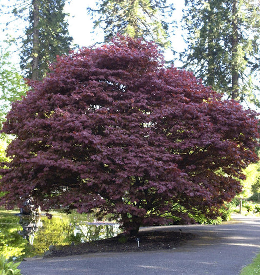  Roter Fächerahorn 30-40cm - Acer Palmatum Atropurpureum