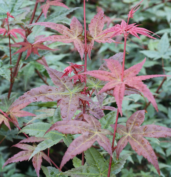  Fächerahorn Beni Komachi 60-80cm - Acer Palmatum