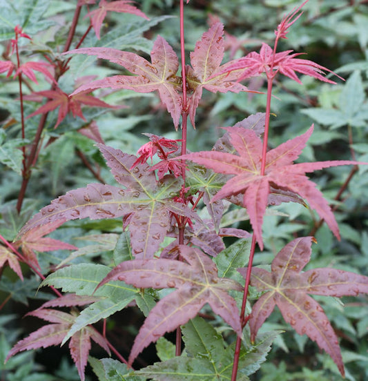  Fächerahorn Beni Komachi 60-80cm - Acer Palmatum