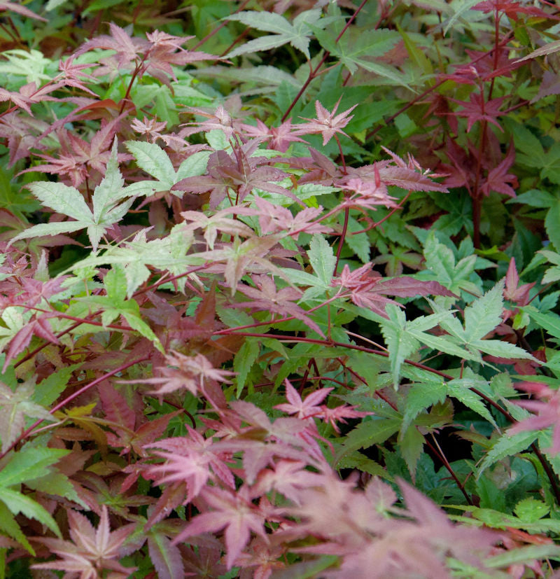  Japanischer Schlitzahorn Beni Maiko 60-80cm - Acer Palmatum