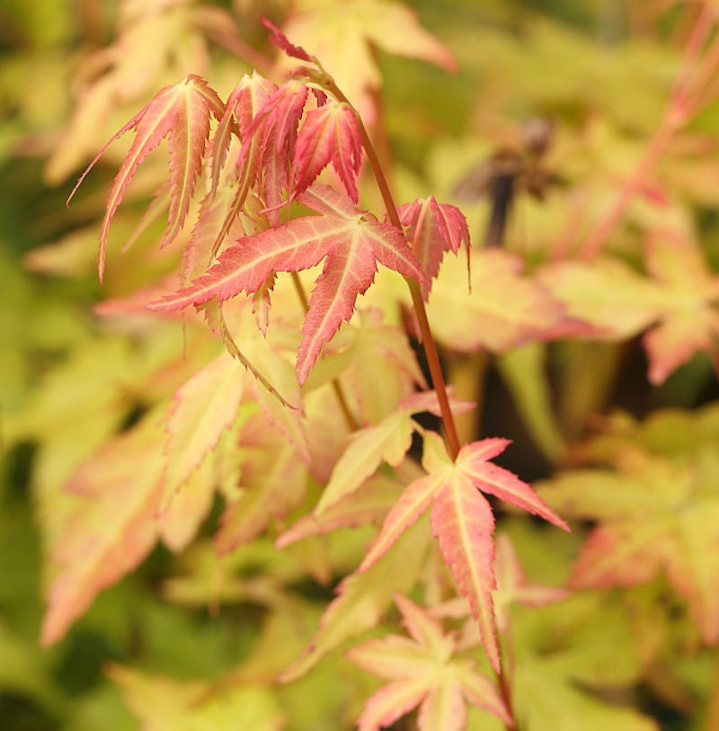  Fächerahorn Bii-Hoo 60-80cm - Acer Palmatum