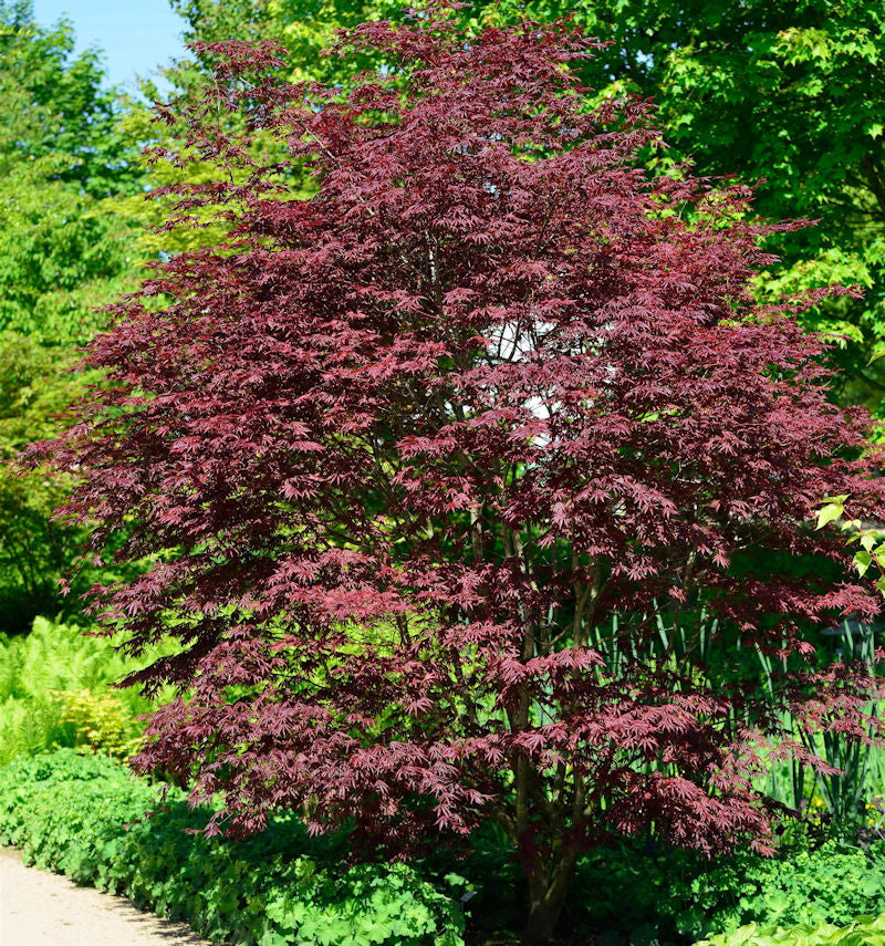  Fächerahorn Brands Dwarf 40-60cm - Acer Palmatum