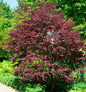  Fächerahorn Brands Dwarf 40-60cm - Acer Palmatum