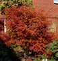  Rotaustreibender Fächerahorn Deshojo 30-40cm - Acer Palmatum