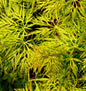  Schlitzfächerahorn Emerald Lace 40-50cm - Acer Palmatum