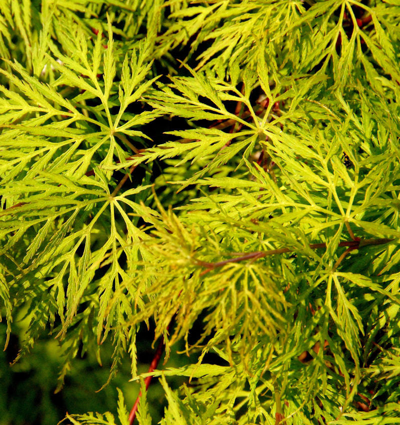  Hochstamm Schlitzfächerahorn Emerald Lace 100-125cm - Acer Palmatum