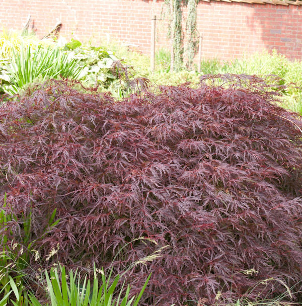  Dunkelroter Schlitz Ahorn Garnet 80-100cm - Acer Palmatum