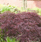  Dunkelroter Schlitz Ahorn Garnet 80-100cm - Acer Palmatum