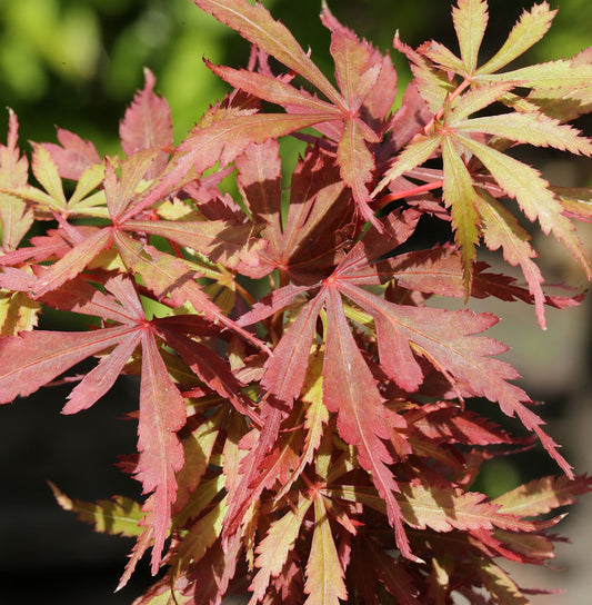  Fächerahorn Jerre Schwartz 80-100cm - Acer Palmatum