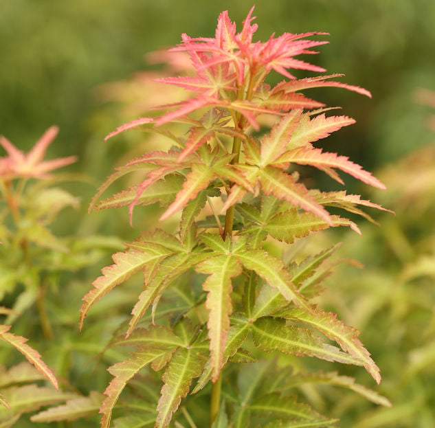  Fächerahorn Koto No Ito 40-60cm - Acer Palmatum