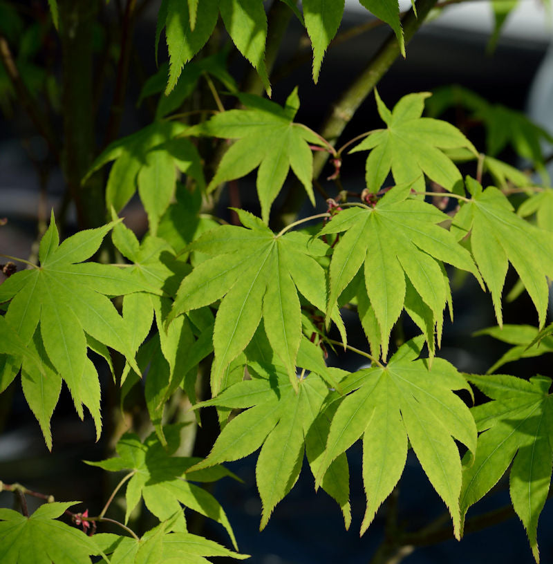  Japanischer Schlitzahorn Limelight 40-60cm - Acer Palmatum