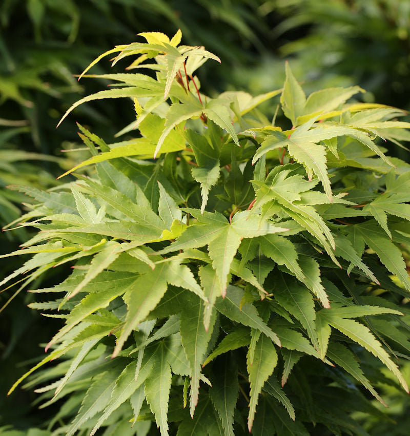  Fächerahorn Mikawa Yatsubusa 30-40cm - Acer Palmatum
