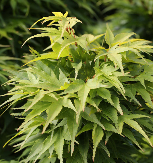  Fächerahorn Mikawa Yatsubusa 30-40cm - Acer Palmatum
